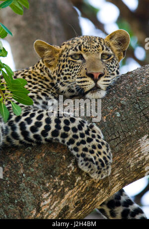 Leopard is lying on a tree. National Park. Kenya. Tanzania. Maasai Mara. Serengeti. Stock Photo