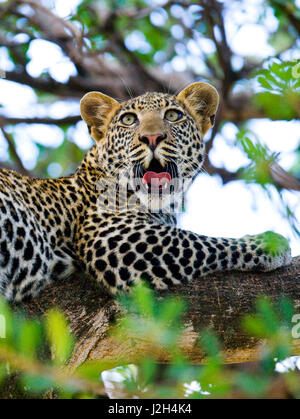 Leopard lying on a tree and yawns. National Park. Kenya. Tanzania. Maasai Mara. Serengeti. Stock Photo