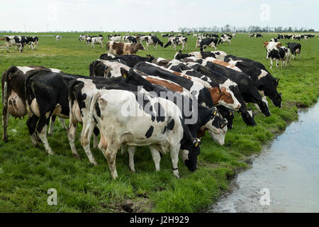 Group af eating cows in the meadow in Holland Stock Photo