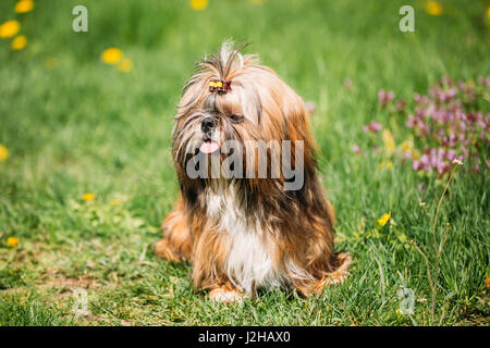 Cute Shih Tzu Toy Dog Sit In Green Spring Meadow. Playful Pet Outdoors Stock Photo