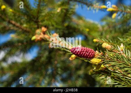 branches of flowering spruce with red cones in spring forest. Stock Photo