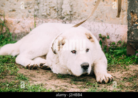 Central Asian Shepherd Dog. Alabai - An Ancient Breed From The Regions Of Central Asia. Used As Shepherds, As Well As To Protect And For Guard Duty Stock Photo