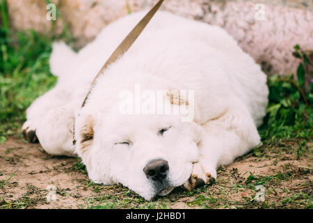 Central Asian Shepherd Dog Sleeping Outdoor. Alabai - An Ancient Breed From The Regions Of Central Asia. Used As Shepherds, As Well As To Protect And  Stock Photo