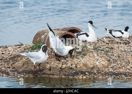 Displaying Black-Headed  Gulls (Chroicocephalus ridibundus) in front of nesting Avocets (Recurvirostra avosetta) Stock Photo