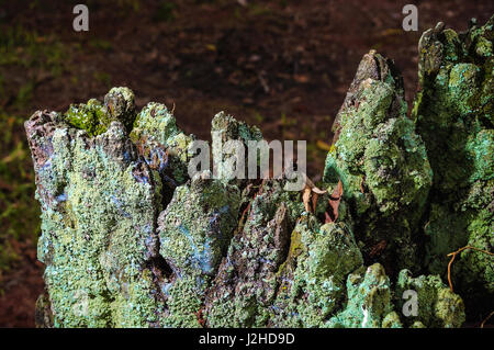 Decomposing tree trunk with bark covered by green moss. Tree trunk and bark texture. Stock Photo