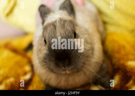 Image of cautious grey bunny muzzle looking at camera Stock Photo