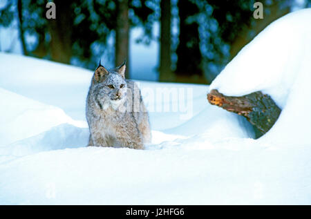 A Canadian Lynx (lynx canadensis) pauses in the snow. Stock Photo