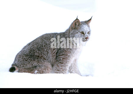 A Canadian Lynx (lynx canadensis) pauses in the snow. Stock Photo