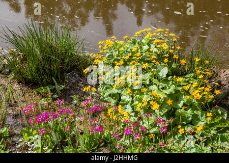 The submerged and damp edge of the stream with yellow flowers Caltha palustris, marsh-marigold and Pink Primroses Caltha palustris marginal plants Stock Photo