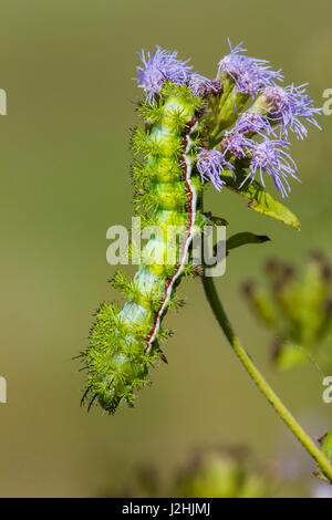 Io moth (Automeris io) caterpillar on a stem Stock Photo - Alamy