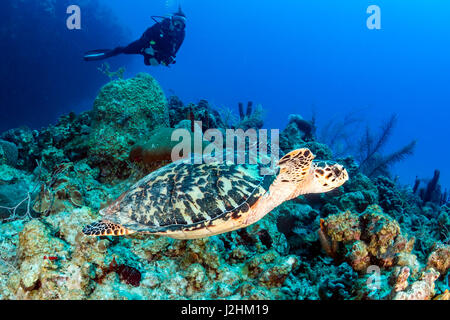 Female SCUBA diver and Turtle on a coral reef Stock Photo