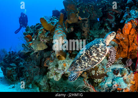 Female SCUBA diver and Turtle on a coral reef Stock Photo