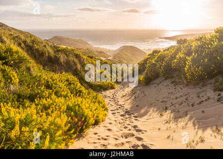 Yellow Lupines (Lupinus luteus) on sand dunes, view of coast, Sandfly Bay, Dunedin, Otago Region, Otago Peninsula, Southland Stock Photo