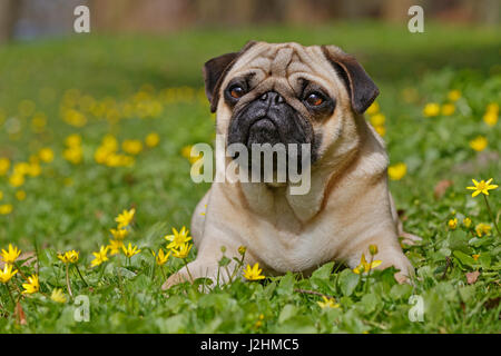 Pug in wild flower meadow, Schleswig-Holstein, Germany Stock Photo