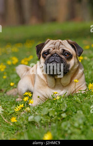 Pug in wild flower meadow, Schleswig-Holstein, Germany Stock Photo