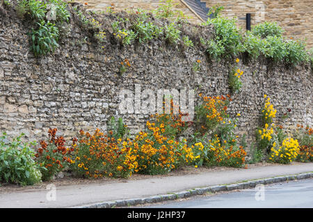 Erysimum. Wallflowers along a stone wall in the village of Charlton, Northamptonshire, England Stock Photo
