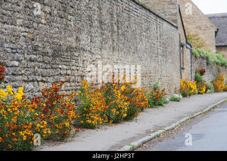 Erysimum. Wallflowers along a stone wall in the village of Charlton, Northamptonshire, England Stock Photo