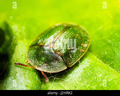 Green tortoise beetle (Cassida viridis) - London, England Stock Photo