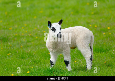 Kerry Hill Sheep flock spring lambs Stock Photo