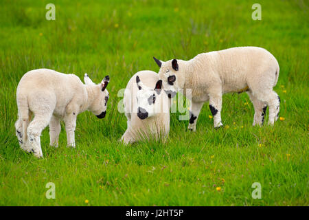 Kerry Hill Sheep flock spring lambs Stock Photo