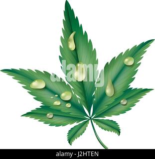 Water drops on green leaf illustration Stock Vector