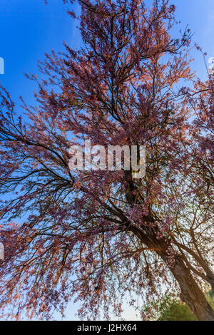 First rays of sunshine filter through the canopy of an Ironwood tree in Bloom. Stock Photo