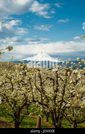 USA, Oregon, Columbia Gorge. Apple orchards in spring Stock Photo - Alamy