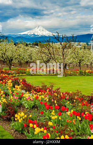 USA, Oregon, Columbia Gorge. Apple orchards in spring Stock Photo - Alamy