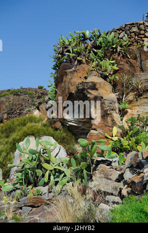 View of cactus Opuntia, succulents and lava rocks  on trail from Alfareo del Arguayo to Santiago del Teide, Tenerife Stock Photo
