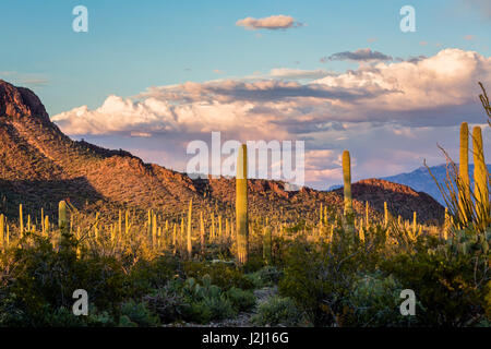 The golden rays of the dying day brings colorful contrast to the Sonoran Desert. Saguaro National Park Tucson Mountain Unit. Stock Photo