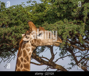 Closeup facial portrait of a Giraffe in Southern African savanna Stock Photo