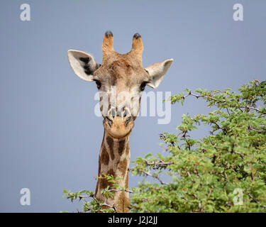 Closeup facial portrait of a Giraffe in Southern African savanna Stock Photo