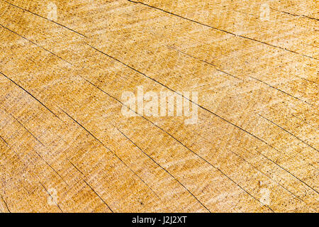 Annual rings on the end of a golden brown timber log, with cracks in a solar pattern. Denmark, April 22, 2017 Stock Photo