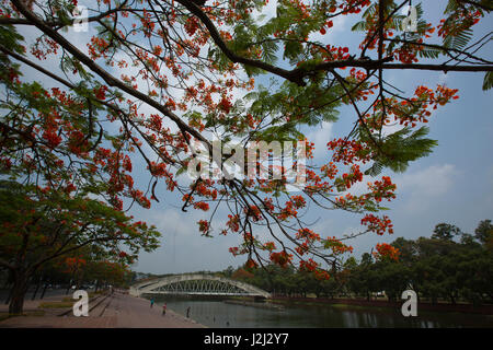 Royal Poinciana Delonix regia locally known as Krishnachura surrounds the Crescent Lake Bridge at Sher -e- Bangla in Dhaka, Bangladesh. Stock Photo