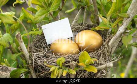 bird's nest with two golden eggs and text space Stock Photo