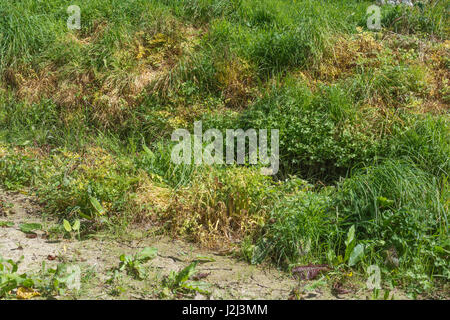 Noxious weed control by herbicide use - yellowed leaves of poisoned Hemlock Water-Dropwort / Oenanthe crocata beside drainage ditch, inland waterway. Stock Photo