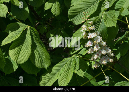 Flowers of the Horse Chestnut / Aesculus hippocastanum tree - which provides 'conkers' for kids to play with. Once used as a medicinal plant. Stock Photo