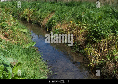 Noxious weed control by herbicide use - yellowed leaves of poisoned Hemlock Water-Dropwort / Oenanthe crocata beside drainage ditch, inland waterway Stock Photo