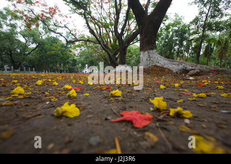 Fallen flowers at the Suhrawardy Udyan. Dhaka, Bangladesh. Stock Photo