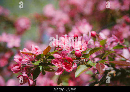 Flourish pink Chinese flowering crab apple flowers. Toned photo Stock Photo