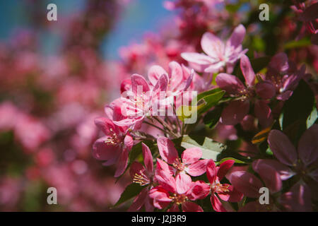 Flourish pink Chinese flowering crab apple flowers. Toned photo Stock Photo