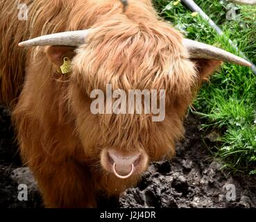 Scottish highland bull Stock Photo