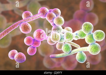 Candida albicans yeast and hyphae stages, computer illustration. A yeast-like fungus commonly occurring on human skin, in the upper respiratory, alimentary and female genital tracts. This fungus has a dimorphic life cycle with yeast and hyphal stages. The Stock Photo