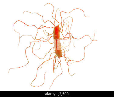 Clostridium difficile bacterium with peritrichous flagella, computer illustration. C. difficile is Gram-positive, anaerobic, spore forming, rod-shaped prokaryote with peritrichous flagella. It is a spore-forming bacteria that is a normal part of the intes Stock Photo