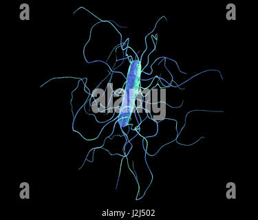 Clostridium difficile bacterium with peritrichous flagella, computer illustration. C. difficile is Gram-positive, anaerobic, spore forming, rod-shaped prokaryote with peritrichous flagella. It is a spore-forming bacteria that is a normal part of the intes Stock Photo