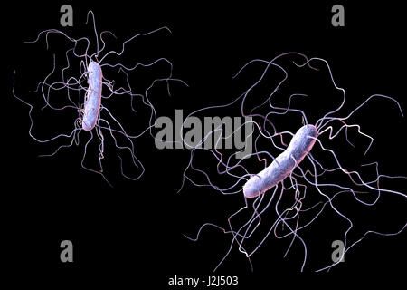 Clostridium difficile bacterium with peritrichous flagella, computer illustration. C. difficile is Gram-positive, anaerobic, spore forming, rod-shaped prokaryote with peritrichous flagella. It is a spore-forming bacteria that is a normal part of the intes Stock Photo