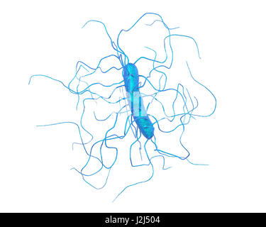 Clostridium difficile bacterium with peritrichous flagella, computer illustration. C. difficile is Gram-positive, anaerobic, spore forming, rod-shaped prokaryote with peritrichous flagella. It is a spore-forming bacteria that is a normal part of the intes Stock Photo