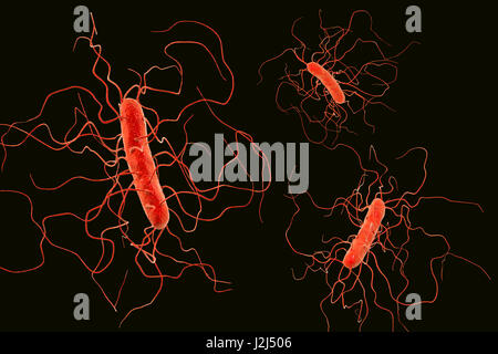 Clostridium difficile bacterium with peritrichous flagella, computer illustration. C. difficile is Gram-positive, anaerobic, spore forming, rod-shaped prokaryote with peritrichous flagella. It is a spore-forming bacteria that is a normal part of the intes Stock Photo