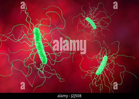 Clostridium difficile bacterium with peritrichous flagella, computer illustration. C. difficile is Gram-positive, anaerobic, spore forming, rod-shaped prokaryote with peritrichous flagella. It is a spore-forming bacteria that is a normal part of the intes Stock Photo