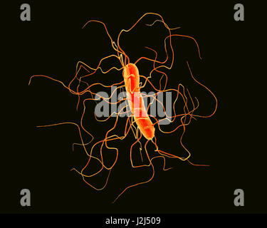 Clostridium difficile bacterium with peritrichous flagella, computer illustration. C. difficile is Gram-positive, anaerobic, spore forming, rod-shaped prokaryote with peritrichous flagella. It is a spore-forming bacteria that is a normal part of the intes Stock Photo